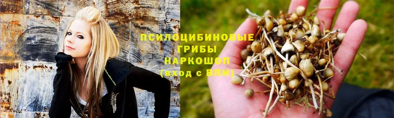 дарнет шоп  Остров  Галлюциногенные грибы Psilocybe 